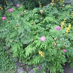 In Mit Garten By Interhome Feriehus