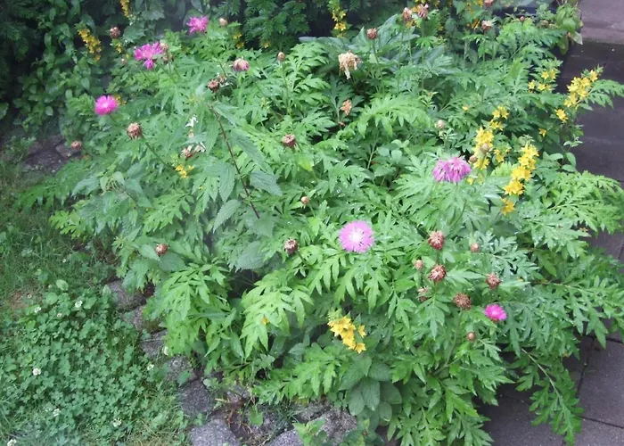 In Mit Garten By Interhome 度假居